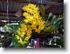  fiori