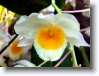 fiore