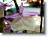 fiore
