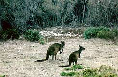 vai ad Adelaide e Kangaroo Island