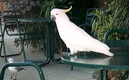 Hamilton Island - Sulphur Crested Cockatoo