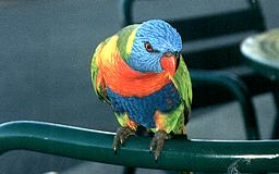 Hamilton Island - Rainbow Lorikeet
