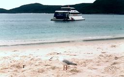 Whitehaven Beach with rain... and seagull