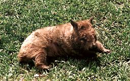 Hamilton Island - Wombat